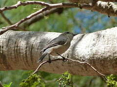 Rufous Whistler