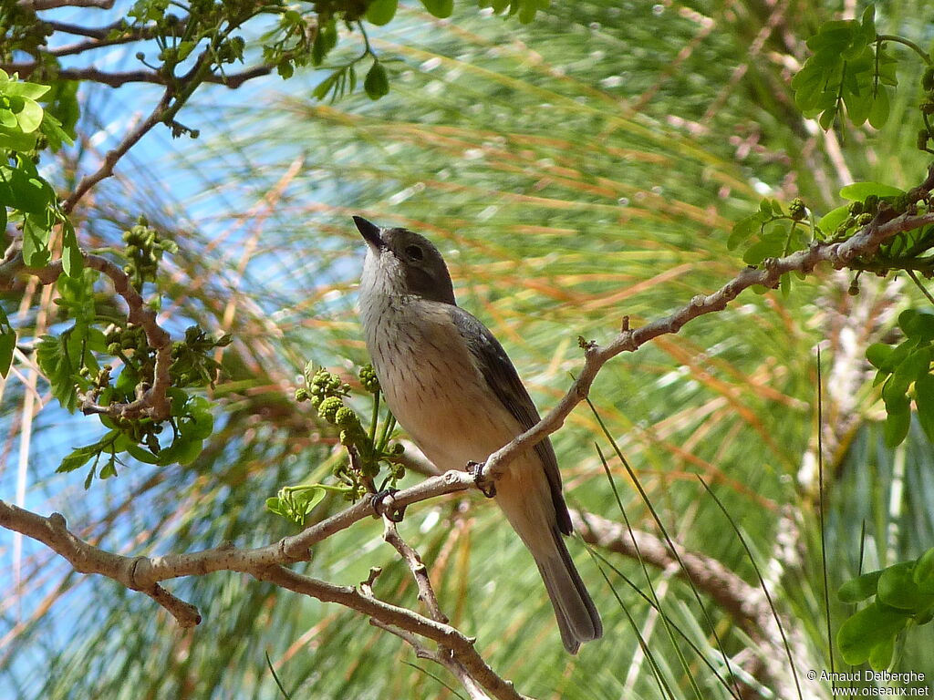 Rufous Whistler female