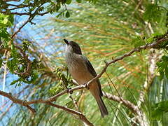 Rufous Whistler