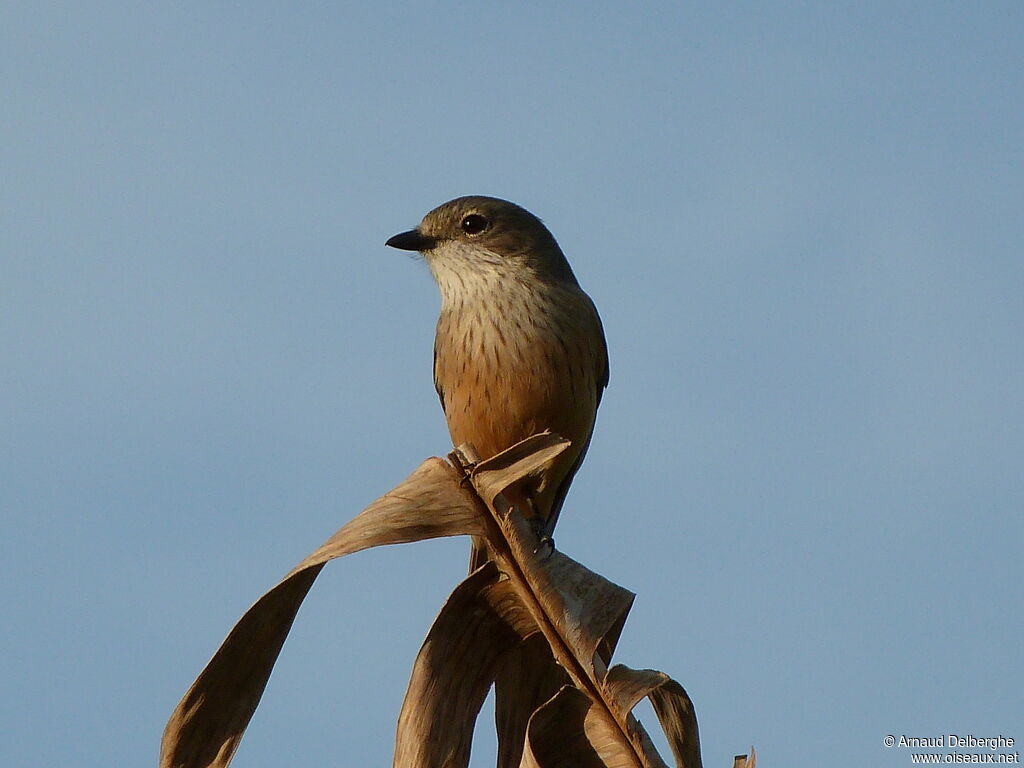 Rufous Whistler female