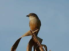 Rufous Whistler