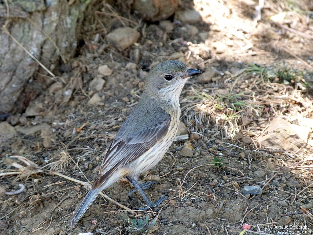 Rufous Whistler female