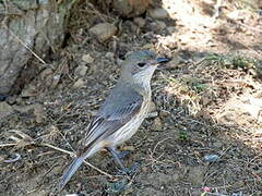 Rufous Whistler