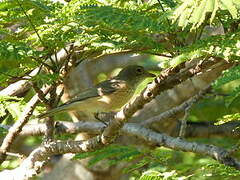 Rufous Whistler