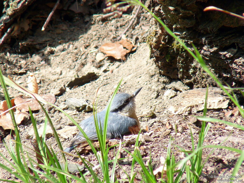 Eurasian Nuthatch