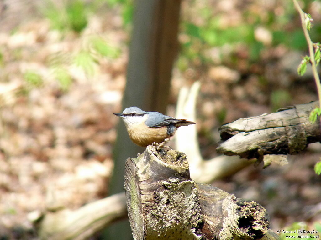 Eurasian Nuthatch