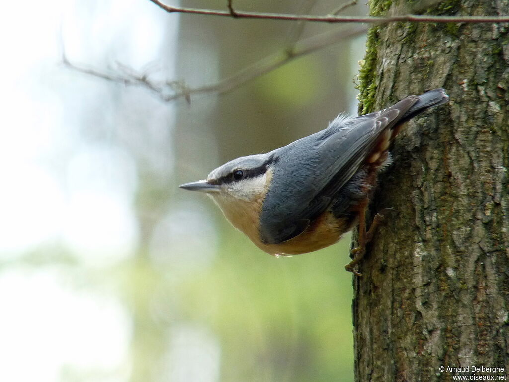 Eurasian Nuthatch