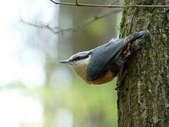 Eurasian Nuthatch