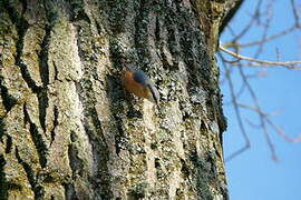 Eurasian Nuthatch