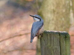 Eurasian Nuthatch