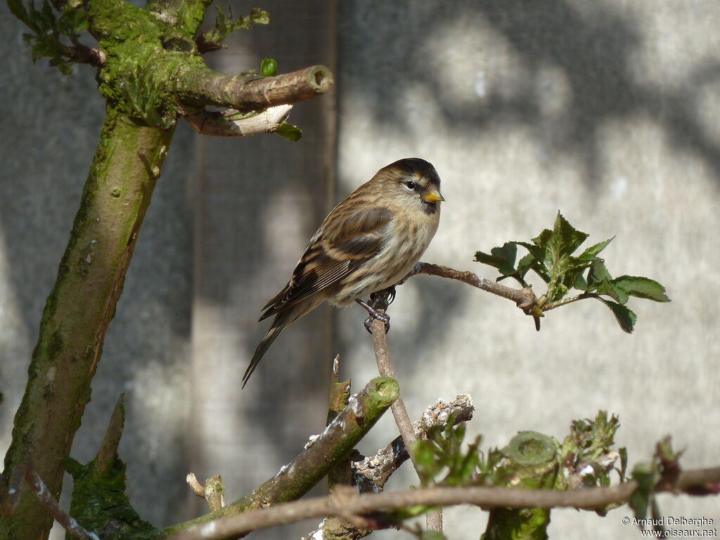 Common Redpoll