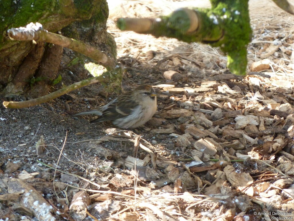 Common Redpoll