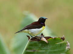 Purple-rumped Sunbird