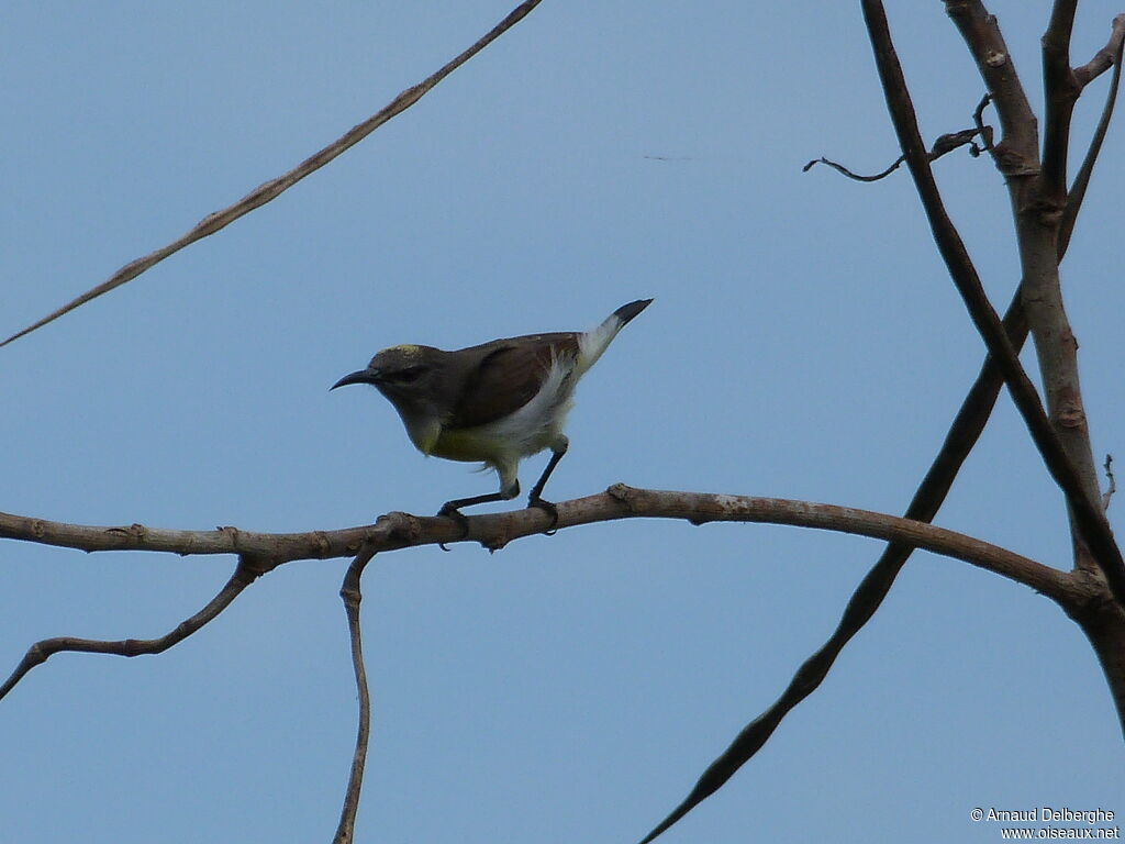 Purple-rumped Sunbird female