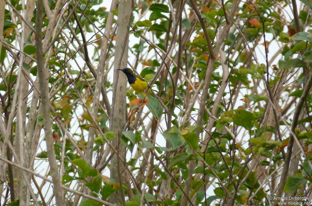 Souimanga à dos vert