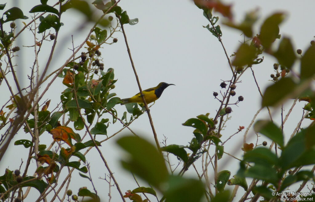 Garden Sunbird