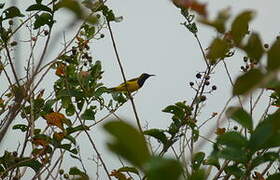 Olive-backed Sunbird