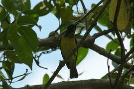 Olive-backed Sunbird