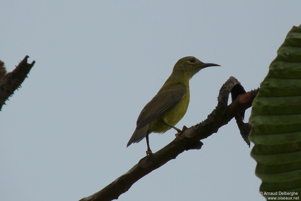 Garden Sunbird female