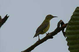 Olive-backed Sunbird