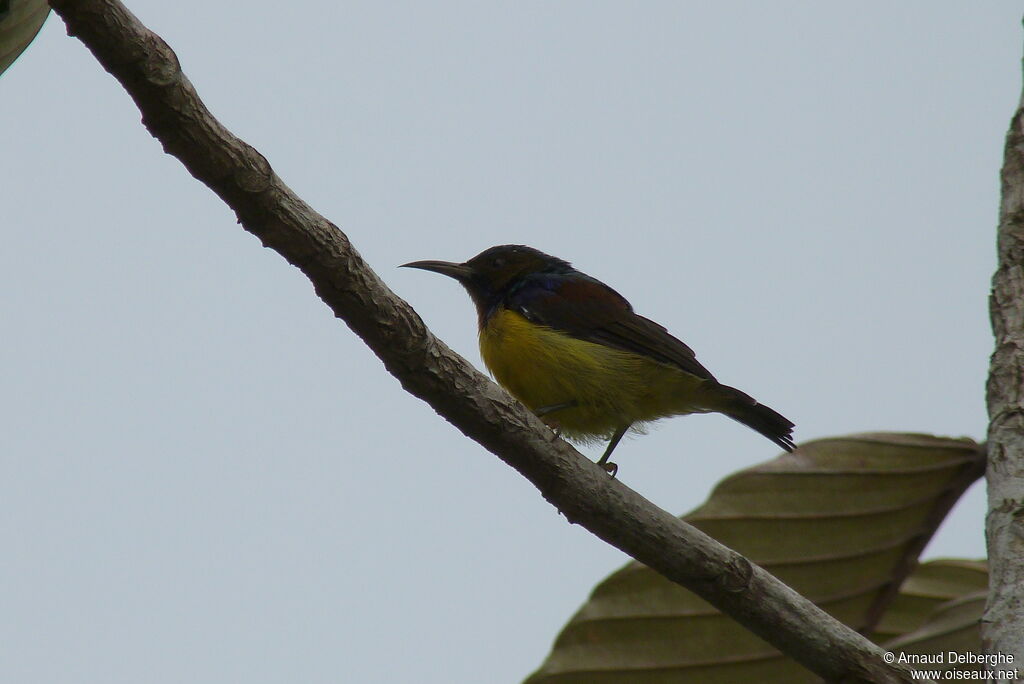 Olive-backed Sunbird