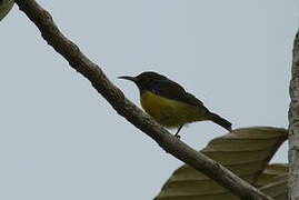 Olive-backed Sunbird