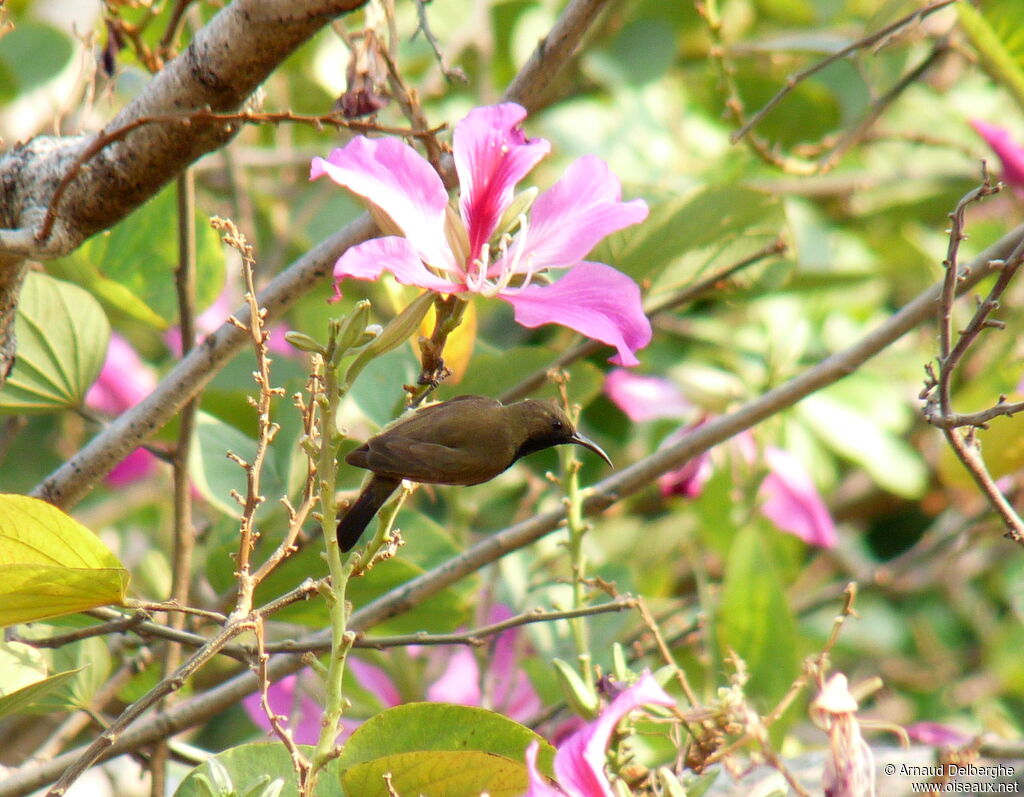 Olive-backed Sunbird