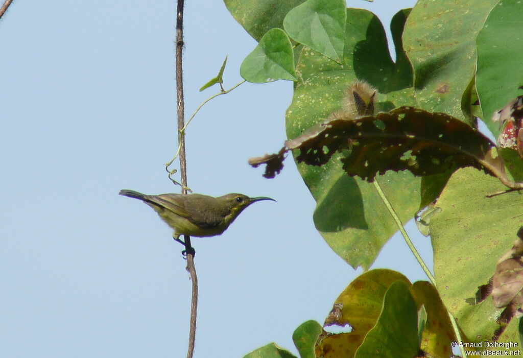 Souimanga à dos vert femelle