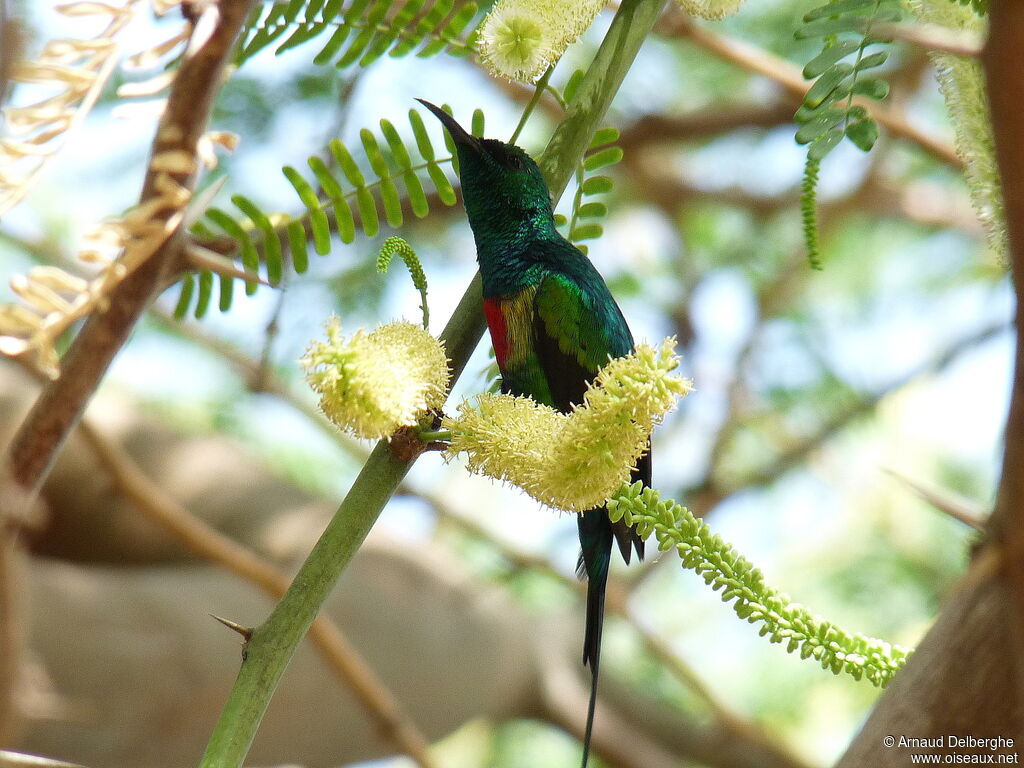 Beautiful Sunbird