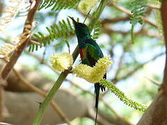 Beautiful Sunbird