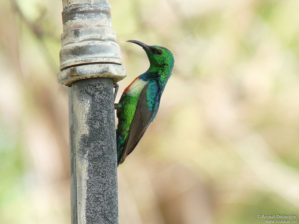 Beautiful Sunbird