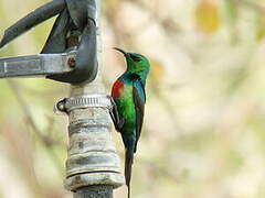 Beautiful Sunbird