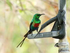 Beautiful Sunbird