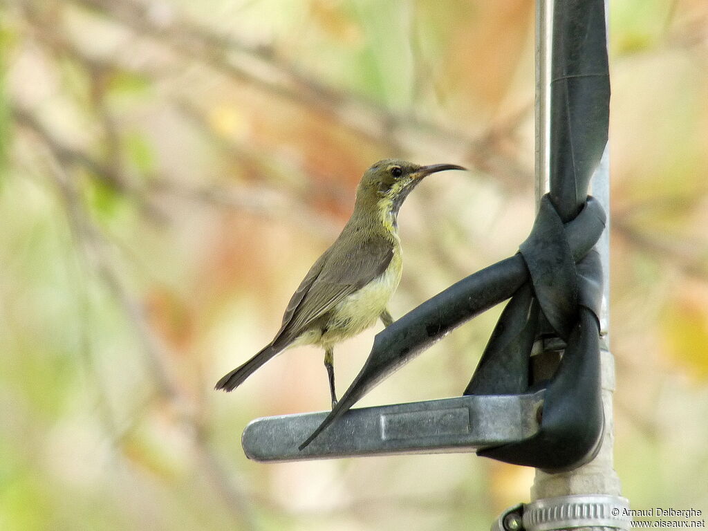 Beautiful Sunbird female