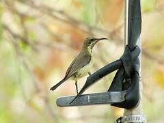 Beautiful Sunbird