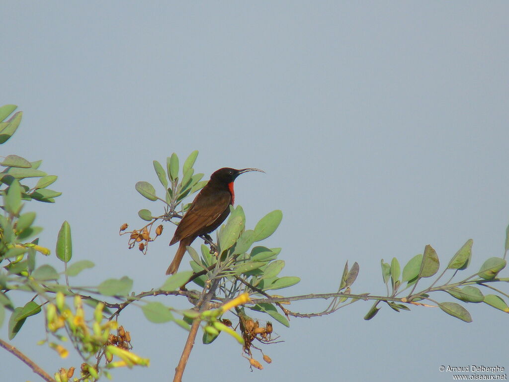 Scarlet-chested Sunbird