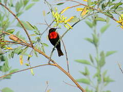 Scarlet-chested Sunbird