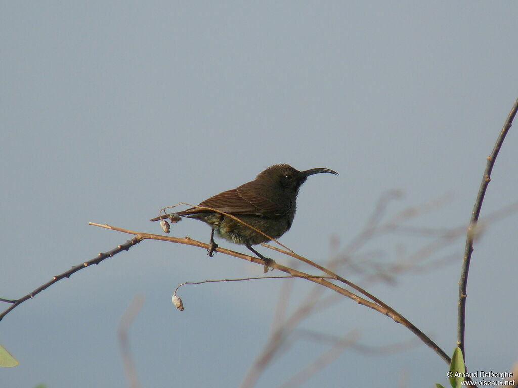 Scarlet-chested Sunbird female