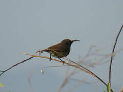 Scarlet-chested Sunbird