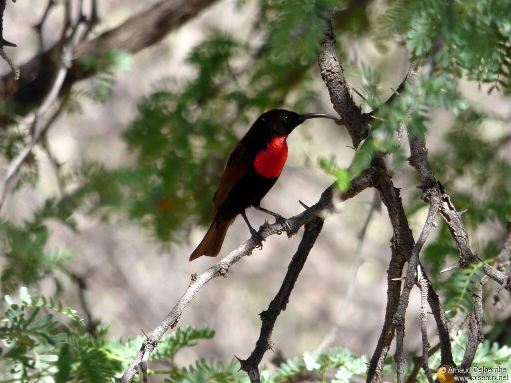 Souimanga à poitrine rouge