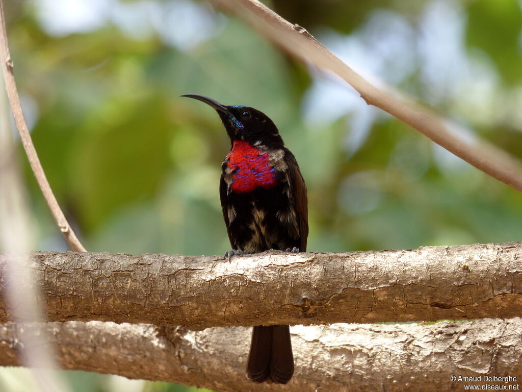 Scarlet-chested Sunbird