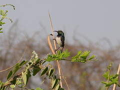 White-bellied Sunbird