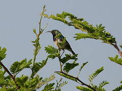 White-bellied Sunbird