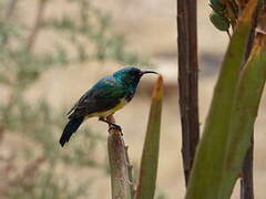 Variable Sunbird