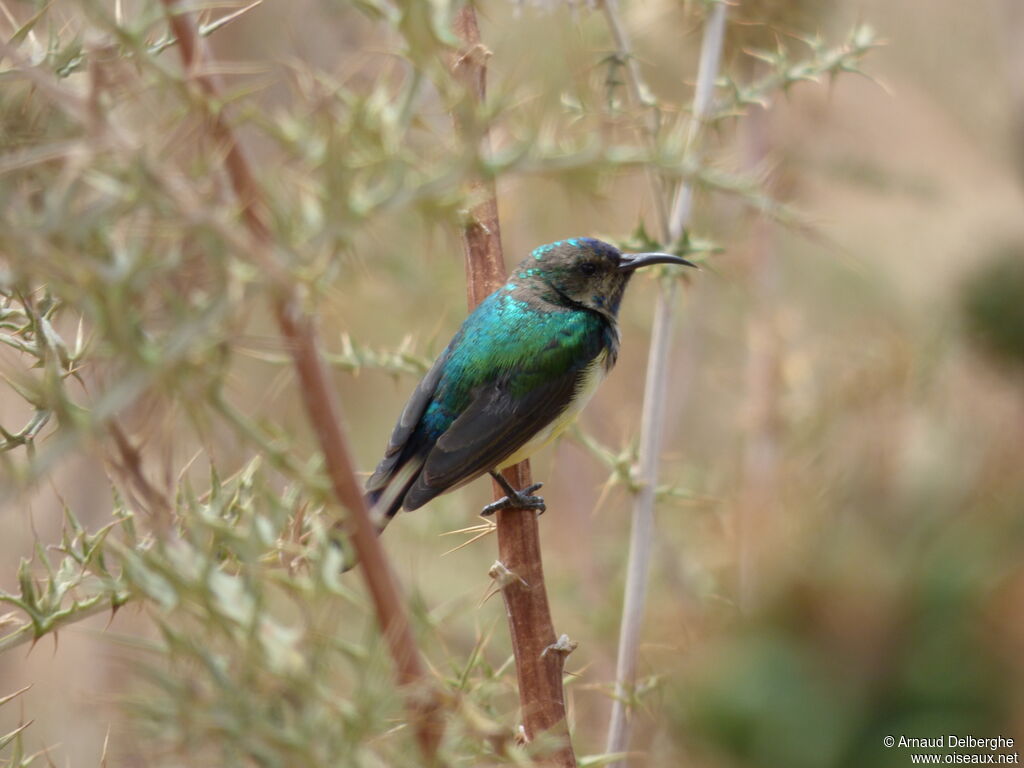 Variable Sunbird