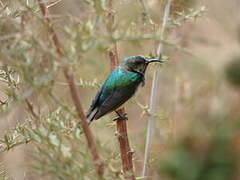 Variable Sunbird