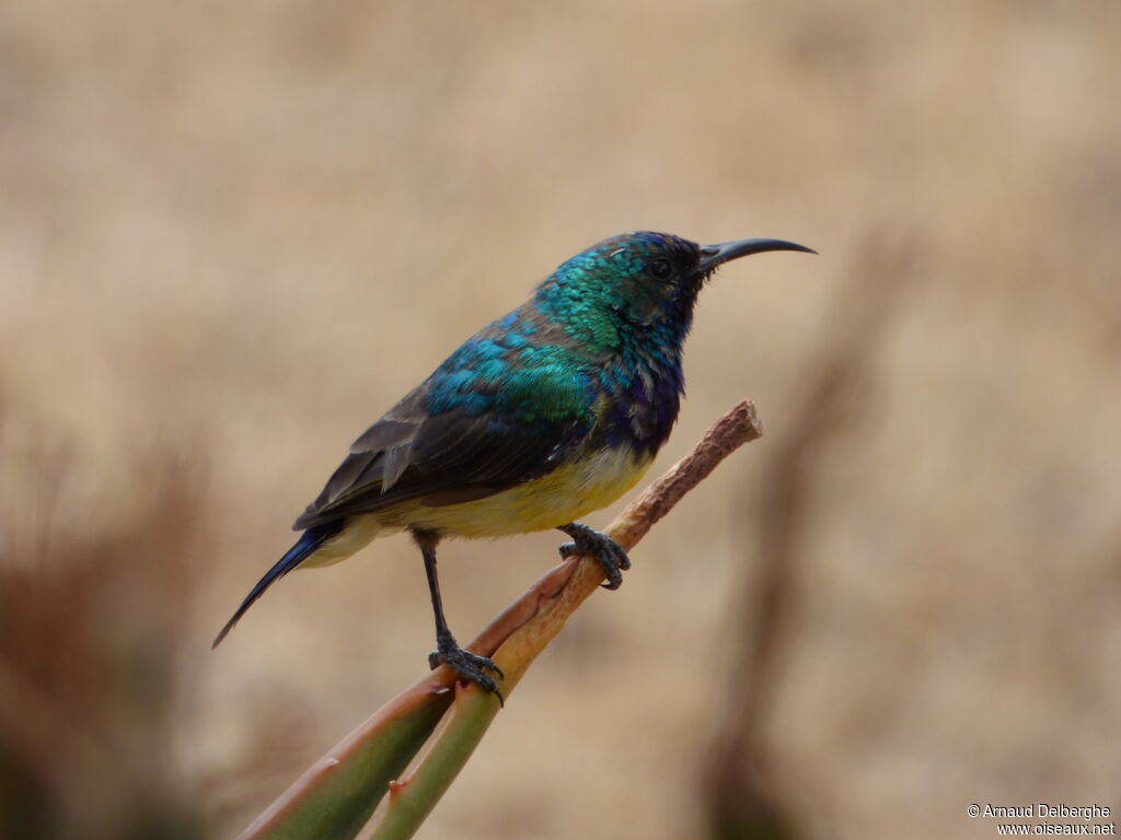 Variable Sunbird