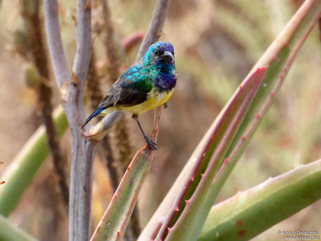 Variable Sunbird