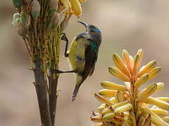 Variable Sunbird