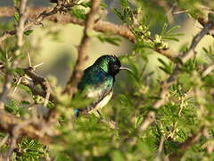 Variable Sunbird